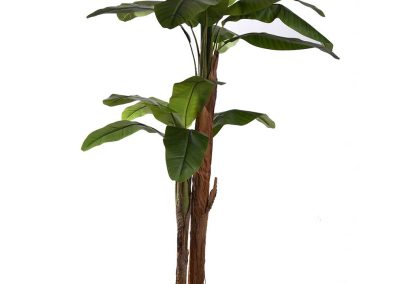 Banana tree