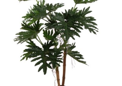 Philodendron