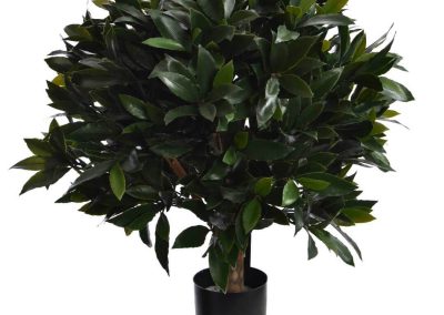Laurel bush