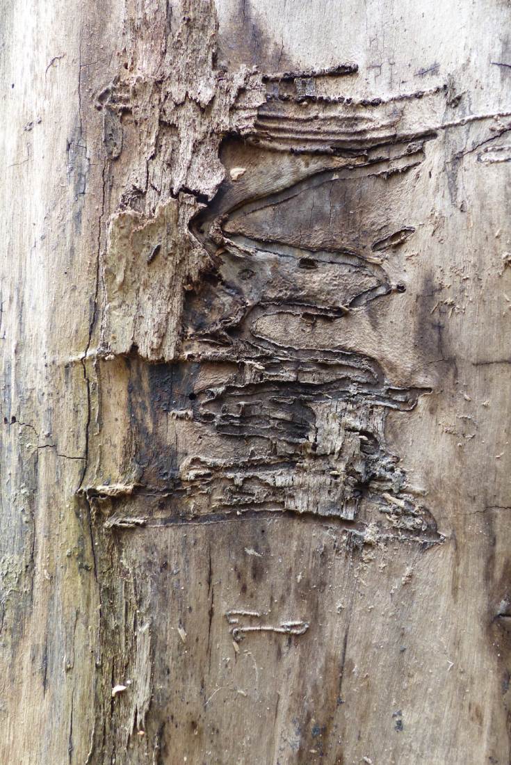Memory of Tree