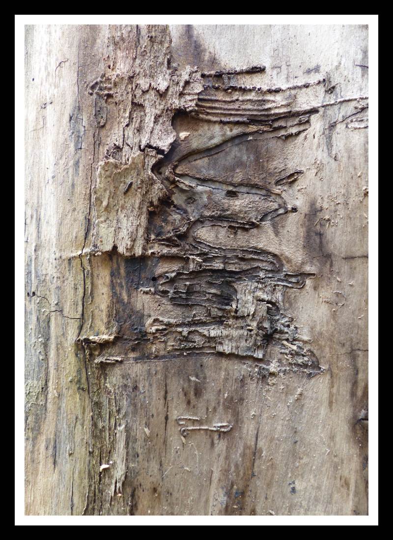 Memory of Tree - Image 3