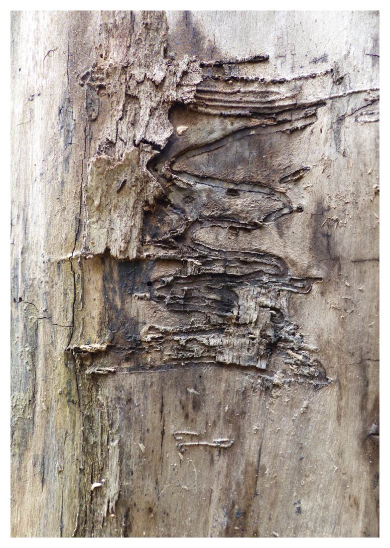 Memory of Tree - Image 2