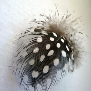 Tollpihe Luxus