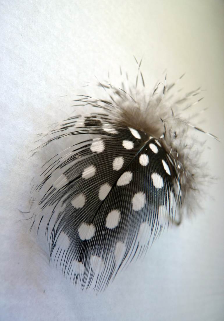 Feather Luxury