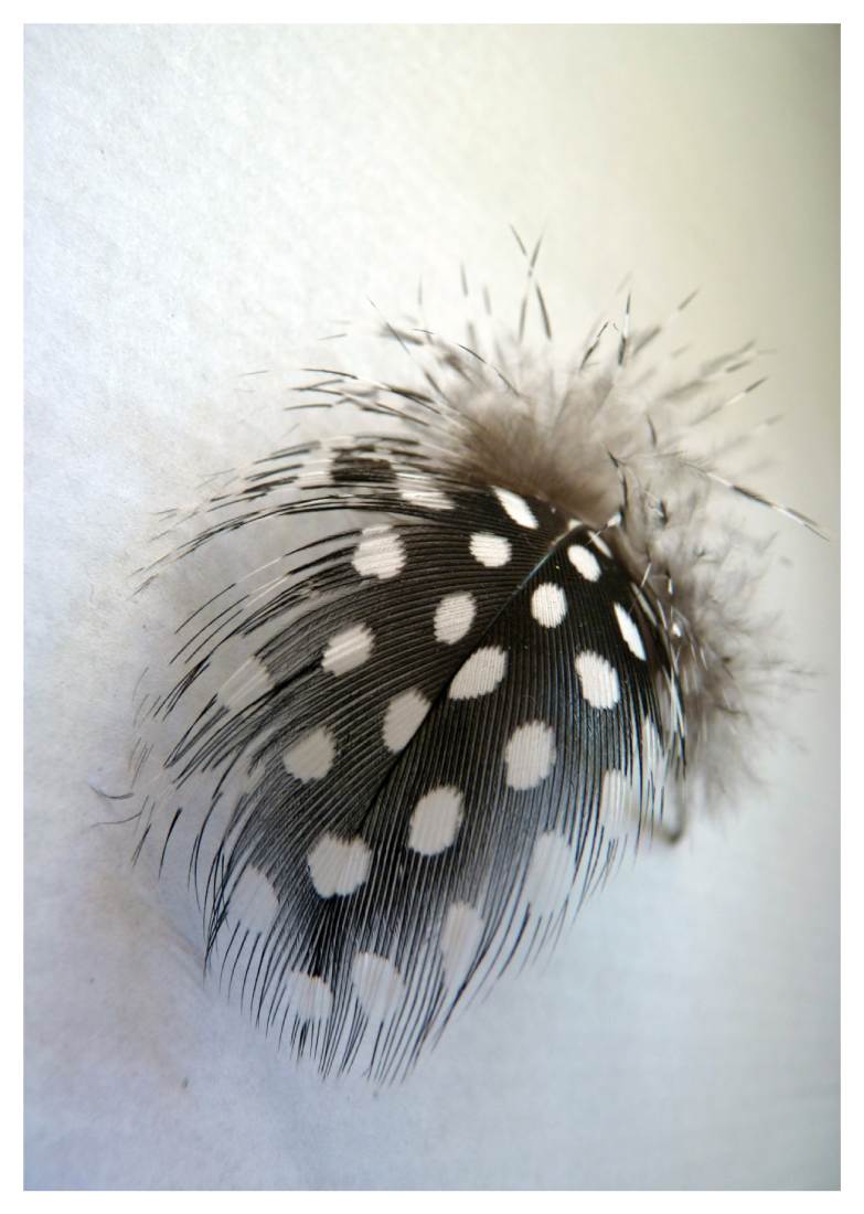 Feather Luxury - Image 2