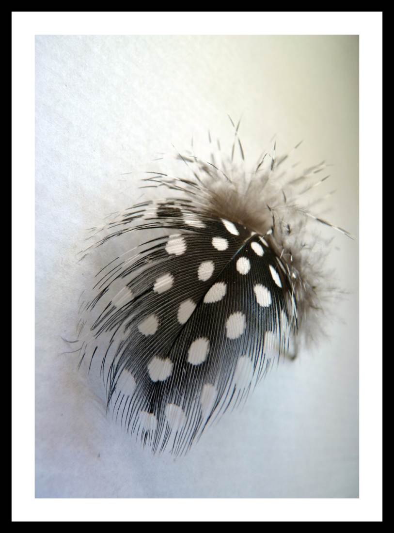 Feather Luxury - Image 3